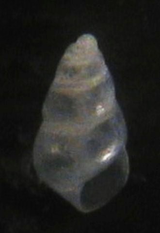 Odostomia carrozzai? Tarifa a riva